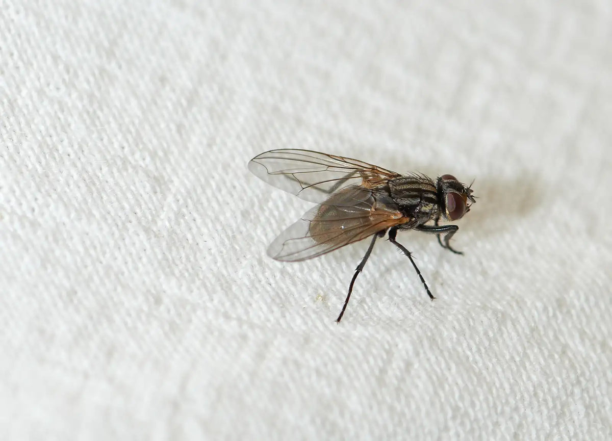 Fliegen im Zimmer loswerden 